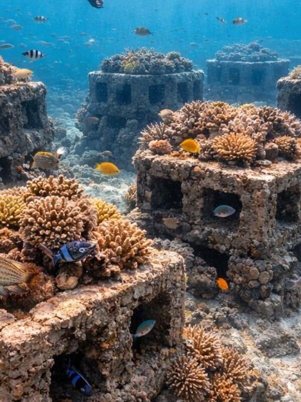 Coral Reef Restoration Program Coral Reef Restoration Program