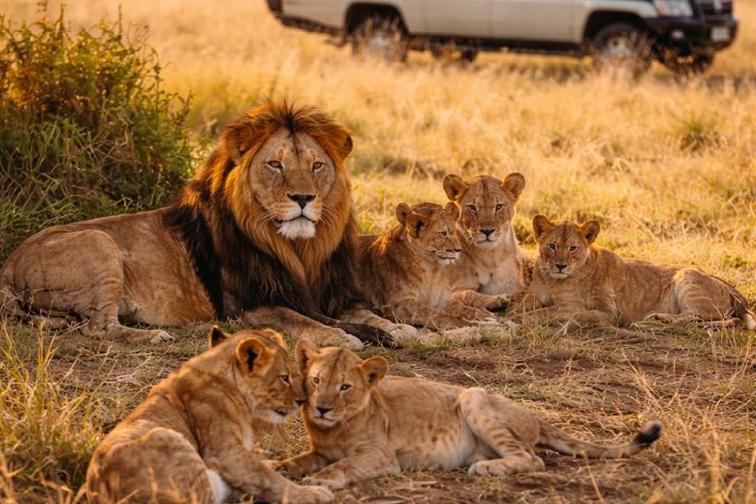 Safari Drives