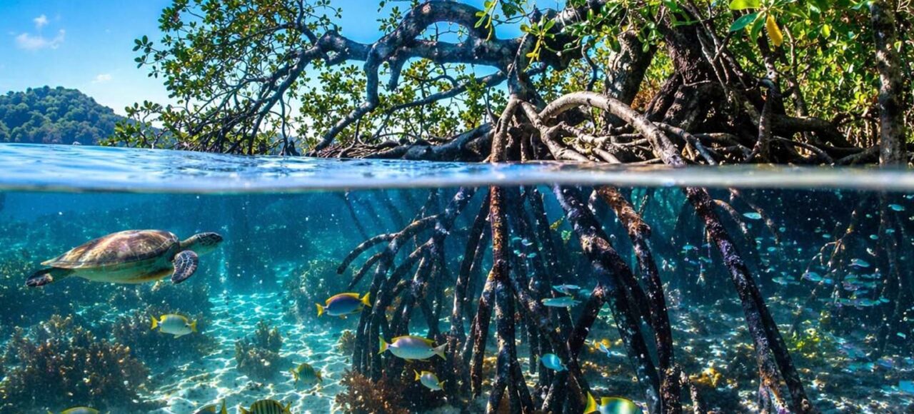 Mangrove Conservation Project