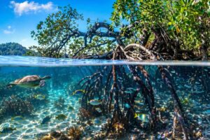 Mangrove home image