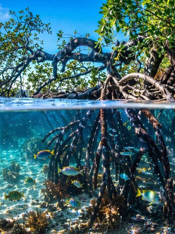 Mangrove Conservation Project Mangrove Conservation Project